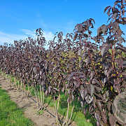 Prunus ser. 'Royal Burgundy' 600-700 cm draadkluit meerstammig