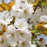 Prunus ser. 'Taihaku' 250-300 cm draadkluit meerstammig 350-400 diameter