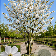 Prunus ser. 'Taihaku' 550-600 cm draadkluit meerstammig 400-500 diameter