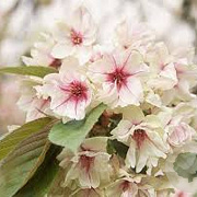 Prunus ser. 'Ukon' 300-350 cm draadkluit meerstammig