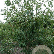 Prunus ser. 'Shirotae' 550-600 cm draadkluit meerstammig 400-500 diameter