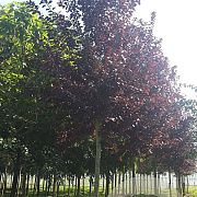 Prunus virginiana 'Shubert' 18-20 HO draadkluit