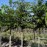 Prunus yedoensis 12-14 HO draadkluit
