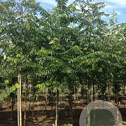 Pterocarya fraxinifolia 14-16 HO draadkluit