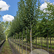 Pyrus c. 'Beech Hill' 8-10 HO draadkluit