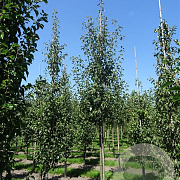 Pyrus c. 'Bonne Louise d'Avranches' 6-8 HA 15L