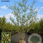 Pyrus calleryana 'Chanticleer' 600-700 cm draadkluit meerstammig