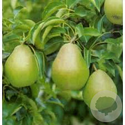 Pyrus c. Comice 6-8 HA 15L