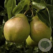 Pyrus c. 'Doyenné du Comice' 6-8 HA 15L