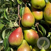 Pyrus c. Gute Louise von Avranches 6-8 HA 15L