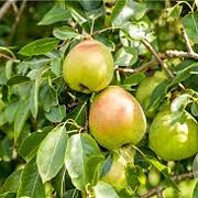 Pyrus c. Vereins Dechantsbirne 6-8 HA 15L