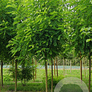 Robinia ps. 'Appalachia' 10-12 HO draadkluit