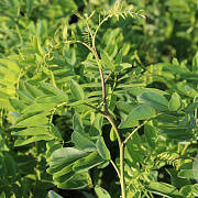 Robinia ps. 'Tortuosa' 25-30 HO draadkluit geveerd