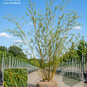 Salix vitellina 350-400 cm draadkluit meerstammig op aanvraag