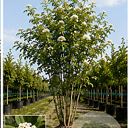 Sorbus frutescens 125-150 cm met kluit meerstammig