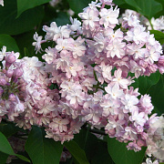Syringa v. 'Mme Antoine Buchner' 250-300 cm draadkluit struik 175-200 diameter