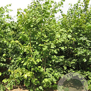 Tilia platyphyllos 200-250 cm draadkluit meerstammig 160-180 cm diameter
