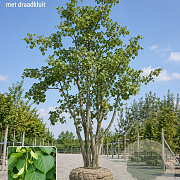 Tilia platyphyllos 600-700 cm draadkluit meerstammig