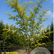 Ulmus parvifolia 'Aurea' 250-300 cm draadkluit meerstammig 350-400 diameter