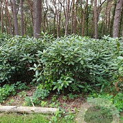 Rhododendron 'Catawbiense Grandiflorum' 125-150 cm met kluit boskwaliteit
