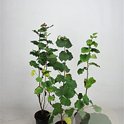Corylus avellana 60-100 cm 2,5L