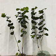 Corylus avellana 60-100 cm 2,5L