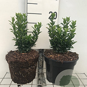 Euonymus jap. 'Green Spire' GM 2,0L