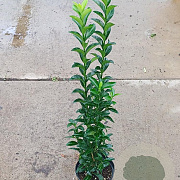 Euonymus jap. 'Green Spire' GM 2,0L