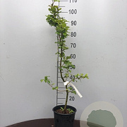 Fagus sylvatica 125-150 cm 3,5L