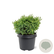 Chamaecyparis o. 'Saffron Spray' 25-30 cm 3,5L