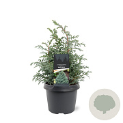 Chamaecyparis p. 'Baby Blue' 25-30 cm 3,5L