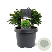 Cryptomeria j. 'Green Pearl' 20-25 cm 3,0L