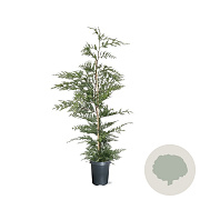 Cupressocyparis leylandii 100-125 cm 4,0L