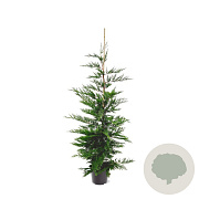 Cupressocyparis leylandii 150-175 cm 7,5L