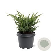 Juniperus chin. 'Blaauw' 20-25 cm 3,0L
