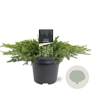 Juniperus conferta 'Schlager' 40-50 cm 5,0L