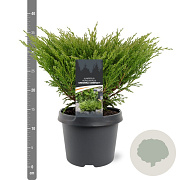 Juniperus h. 'Andorra Compact' 30-40 cm 3,0L