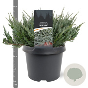 Juniperus h. 'Blue Chip' 25-30 cm 3,5L
