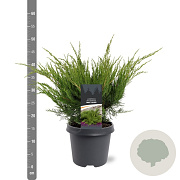 Juniperus media 'Mint Julep' 40-50 cm 5,0L