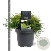 Juniperus media 'Old Gold' 30-40 cm 5,0L