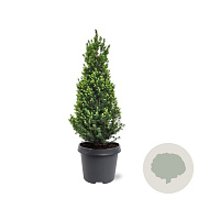 Picea gl. Perfecta 60-70 cm 5,0L