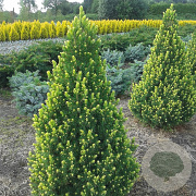 Picea gl. 'Rainbow's End' 40-50 cm 5,0L