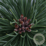 Pinus nigra nigra 40-50 cm 3,0L