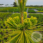 Pinus thunbergii 'Ogon' 25-30 cm 3,5L