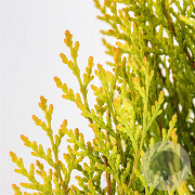 Platycladus or. 'Pyramidalis Aurea' 40-50 cm 3,0L