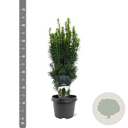Taxus b. 'Fastigiata' 40-50 cm 3,0L
