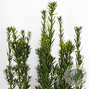 Taxus media 'Hillii' 50-60 cm 4,0L