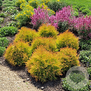 Thuja occ. Fire Chief 25-30 cm 3,5L