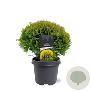 Thuja occ. 'Mirjam' 30-40 cm 5,0L