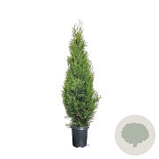 Thuja occ. 'Smaragd' 80-100 cm 4,0L